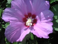 gal/2005 ete - Fleurs/_thb_Fleurs-1010165.jpg